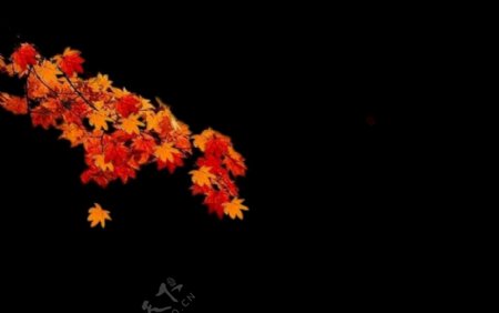 flash红色枫叶下落飘落