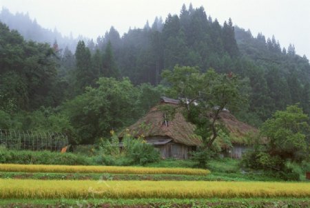 乡村稻田图片