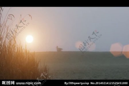 草原清晨野鸭景色视频