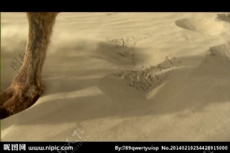 沙漠驼队风景画视频