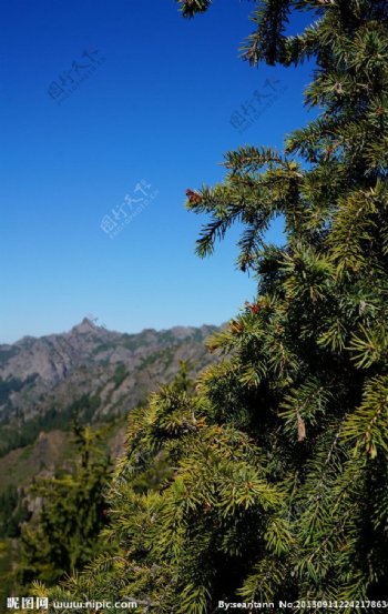 天山翠松伫立图片