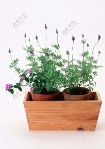 花盆植物图片