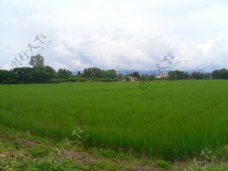 稻田稻香图片