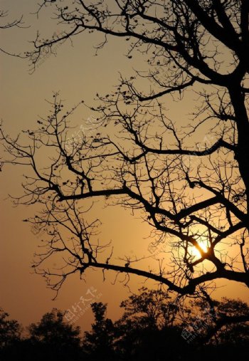 尼伯尔奇特旺国家公园日落图片