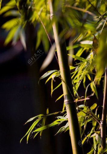 济南趵突泉公园竹子图片