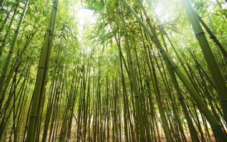 竹子竹林阳光图片