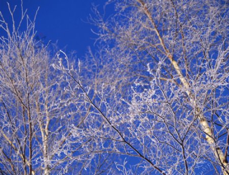 雪后蓝天下面的树图片