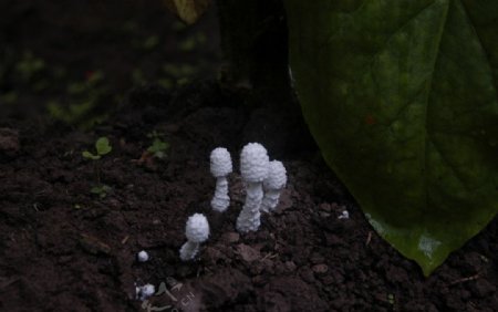 白色小蘑菇图片
