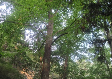 山林树木图片