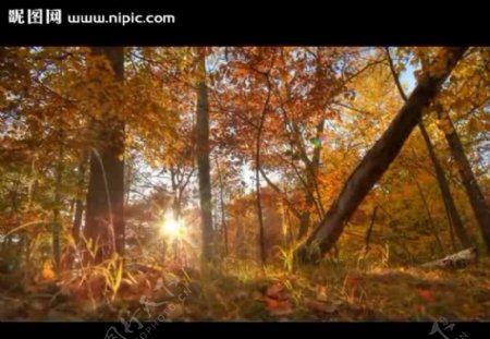 秋天树林视频素材