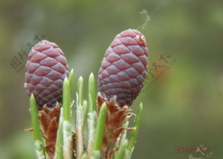 松穗松花松香图片