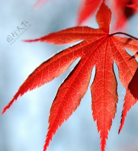日本红枫叶图片