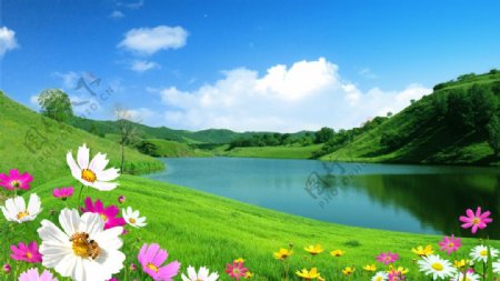 蓝天白云湖泊草坪大树图片