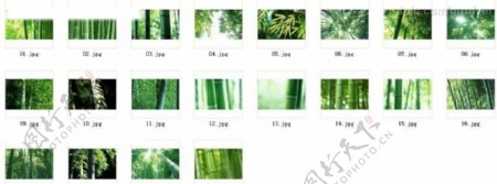 竹林深处青葱世界20张图片