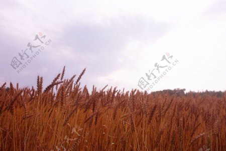 麦田麦地小麦秋收自然图片