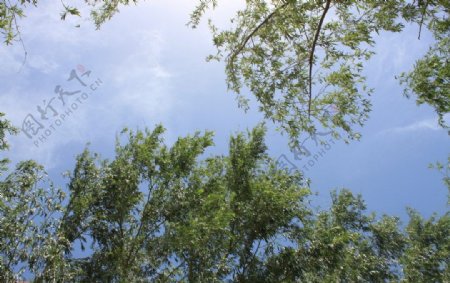 蓝天柳树图片