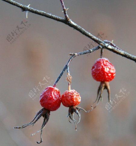 冬季野玫瑰果实图片