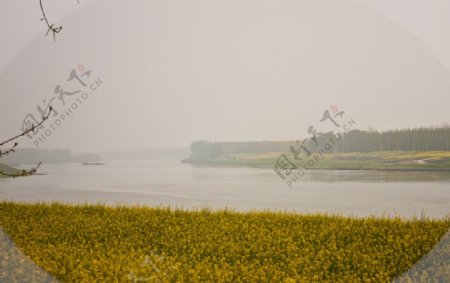 两岸油菜花图片