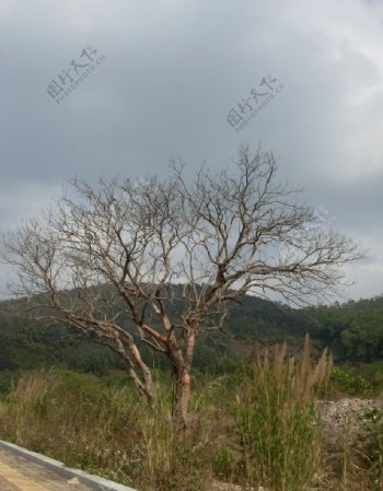 枯树1图片