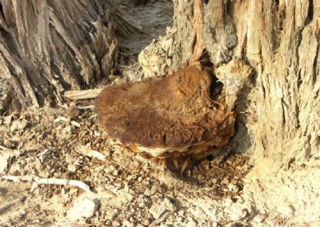 胡杨树下的树菇图片