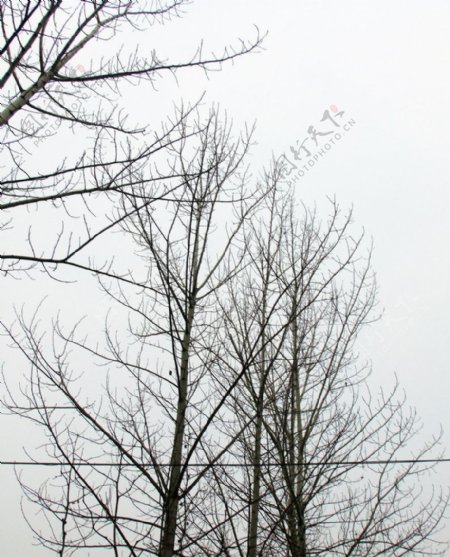 冬日树枝图片