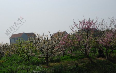 春色果园图片
