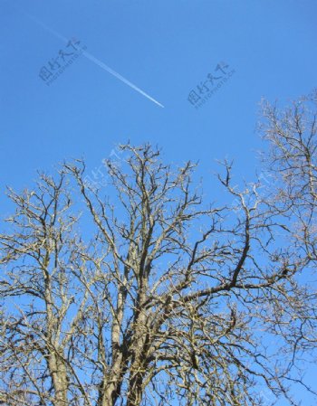 天空下树木图片