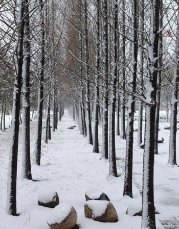 雪与树图片