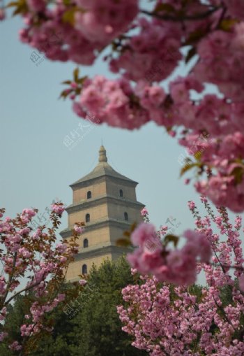 樱花映衬下的大雁塔图片