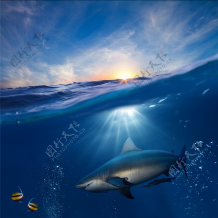 海浪鲨鱼图片