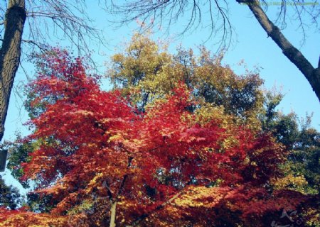 西安风景树木红枫图片