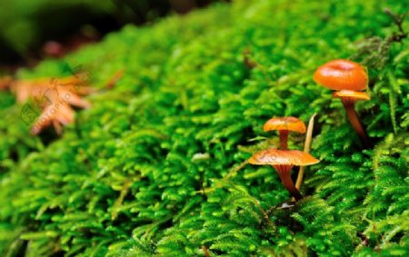 蘑菇与苔藓图片