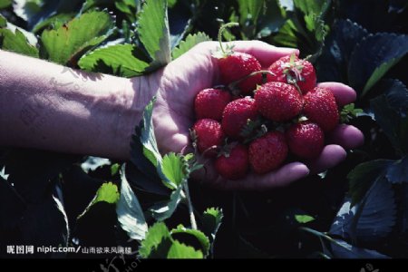 蔬菜水果类草莓图片