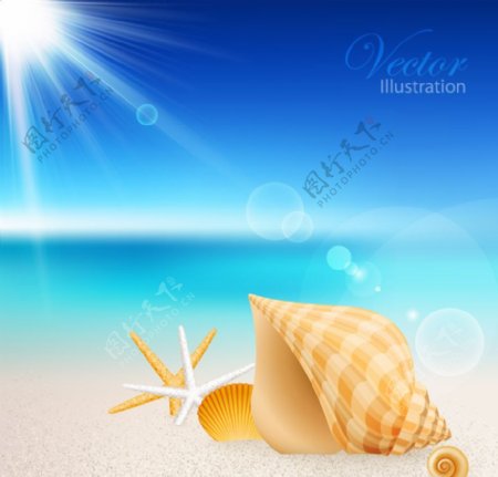 蓝天阳光下的沙滩海洋生物图片