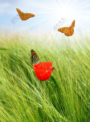 绿野中的红花蝴蝶图片