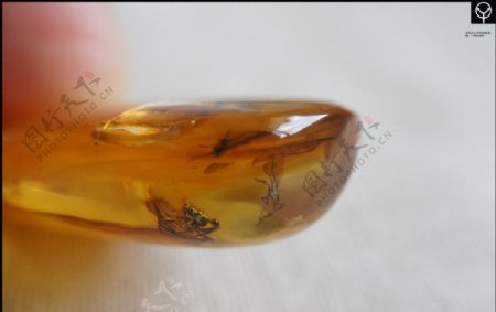 泓霖波罗的海虫珀图片