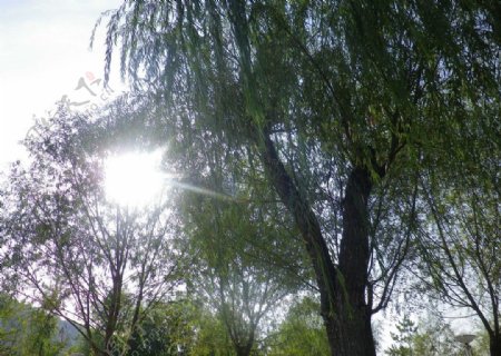 阳光绿树图片