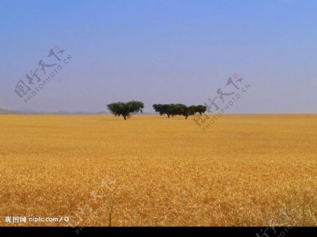 小麦场图片