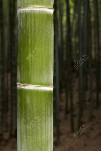 竹节图片