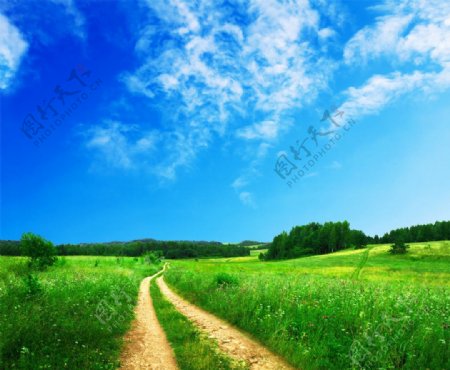 蓝天白云和花草从间的小路高清图片