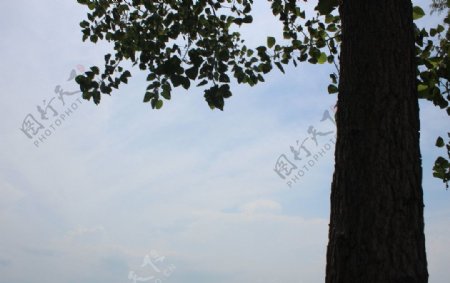 杨树与蓝天图片