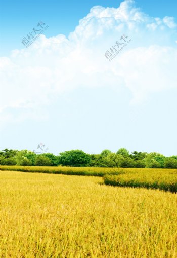 水稻风景背景图片