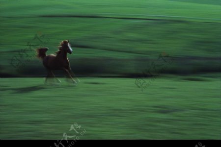 奔跑的野马图片
