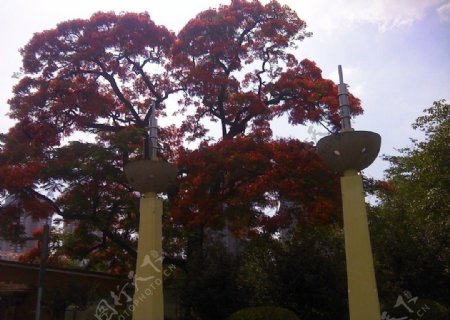 红花楹树图片