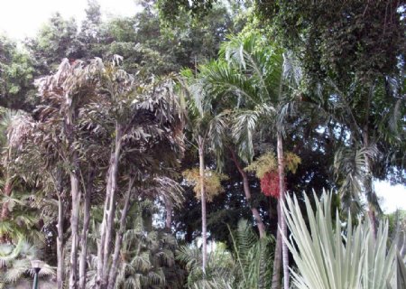 热带树林图片