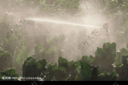 自动灌溉系统五图片