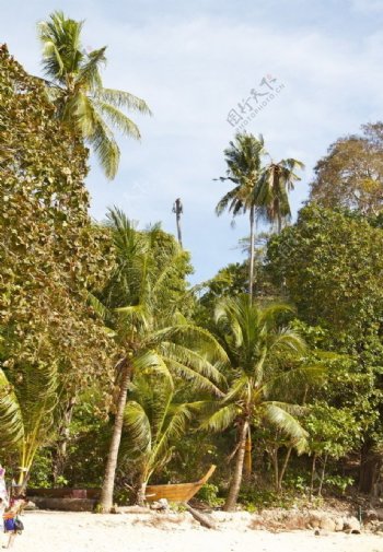 Phuket椰子林图片