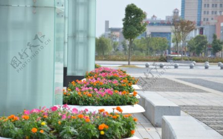 丹阳市广场绿化图片