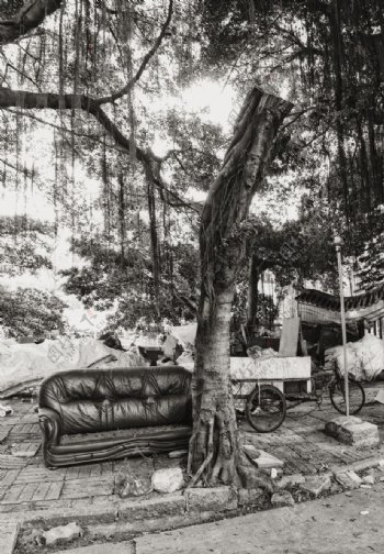 百年断榕树图片