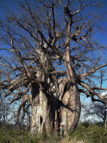 博茨瓦纳猴面包树图片